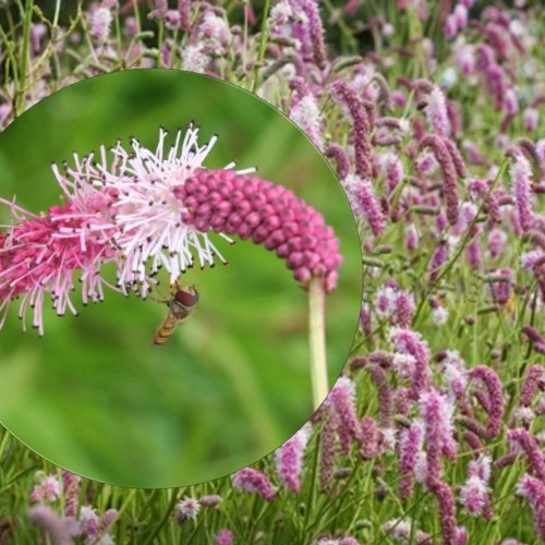 Sanguisorba tenuifolia 'Pink Elephant' - Ahtalehine punanupp 'Pink Elephant'